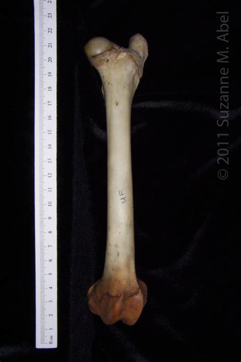 White Tailed Deer Archives Boneid