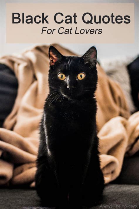 Black Cat Quotes The Best Quotes To Celebrate Black Cats