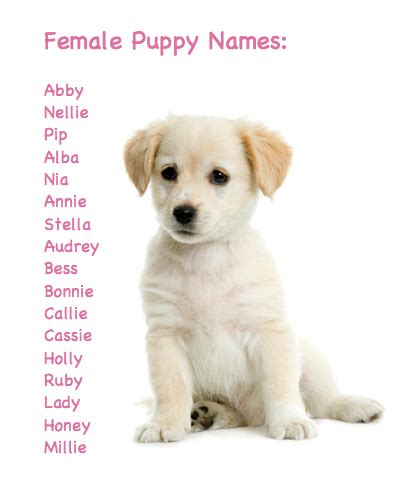 We've thought of only the most fitting names for these adorable chocolate labrador puppies! How To Potty Train A Puppy Completely In 7 Days | Dog ...