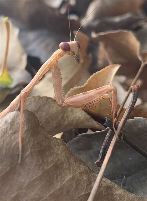 Praying Mantis Focusing On Wildlife
