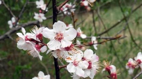 However, what this pear tree species lacks in fruit makes up for in spring with its masses of white blossoms covering the bare branches. Flowers Apple Tree Early Spring Flowering Trees — Stock ...