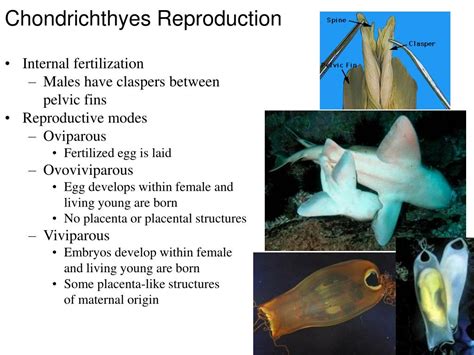 Ppt Phylum Chordata Powerpoint Presentation Free Download Id1319446