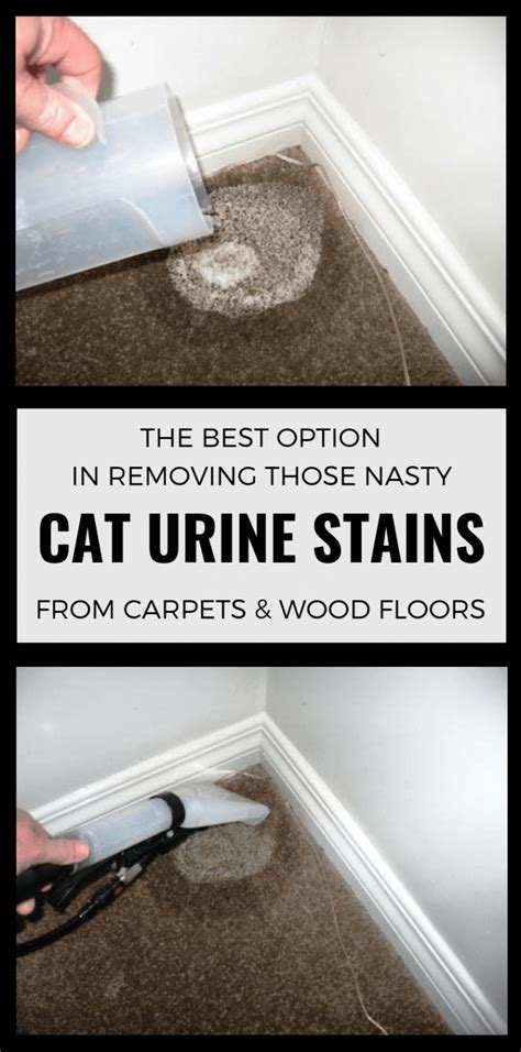 Removing Urine Stains From Hardwood Floors Flooring Designs