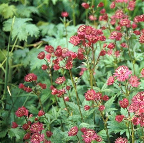 Astrantia star of fire is prized for fresh or dried floral. Astrantia major 'Hadspen Blood' from NVK Nurseries