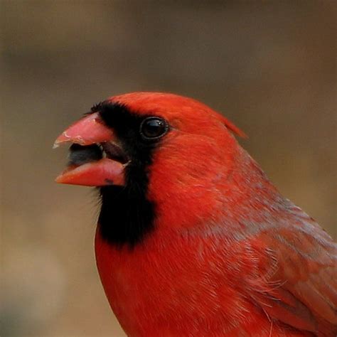 Cardinal Chipped Beak The Close Up Photo Reveals A Part Of Flickr
