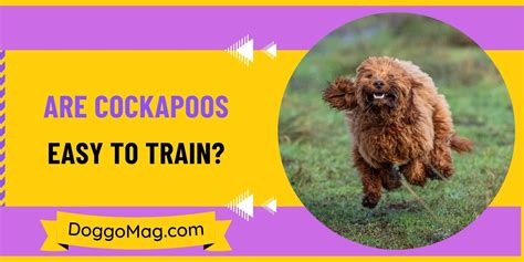 Are Cockapoos Easy To Train Undeniable Traits That Make Them So
