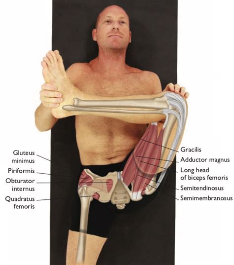 An Anatomical Breakdown Of Leg Behind Head Yoganatomy