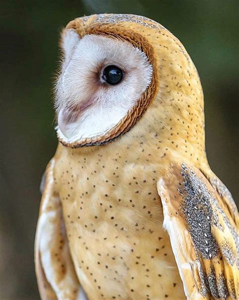 Stunning Barn Owl Tyto Alba Intobirds