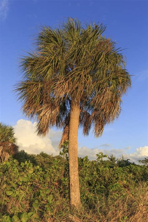 Palm Tree In Florida Stock Photo Image Of Fort Palm 64642492