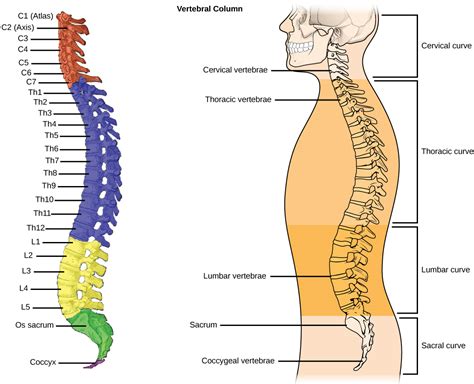 Axial Skeleton The Vertebral Column And The Thoracic Cage Bio