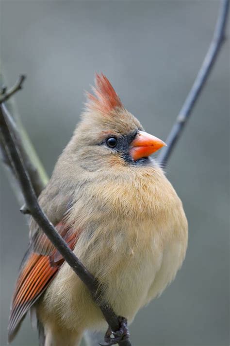 Female Northern Cardinal Bird Royalty Free Stock Photos Image 12926348