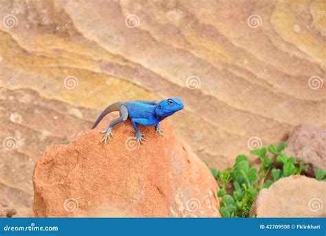 Blue Agama Lizard African Portfolio