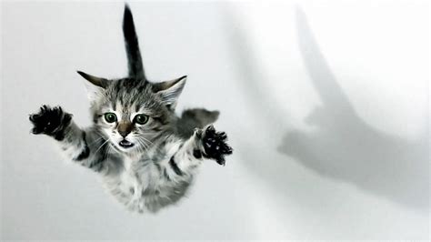 Funny Cat Kitten White Cat Tabby Kittens Jumping Hd Funny Cat