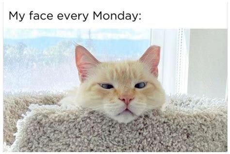 10 Monday Memes That Are Just An Absolute Mood Missmalini