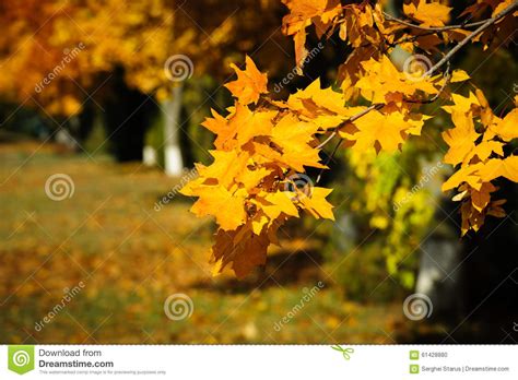 Tree Branch With Autumn Leaves Stock Photo Image Of October November