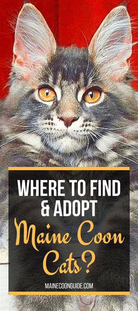 Where Can I Find Free Kittens Find A Pet Adoption Centre Near You