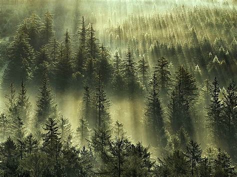 Free Download Misty Green Hills Forest Green Pine Trees Mist