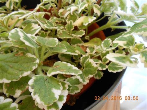 Can You Help Me Name This Plant Small Green And White Leaves With A