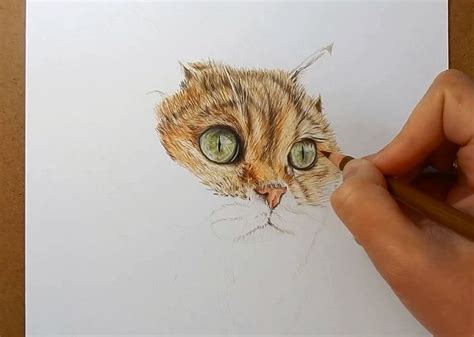 How To Draw Fur With Colored Pencils Cat Color Pencil Drawing