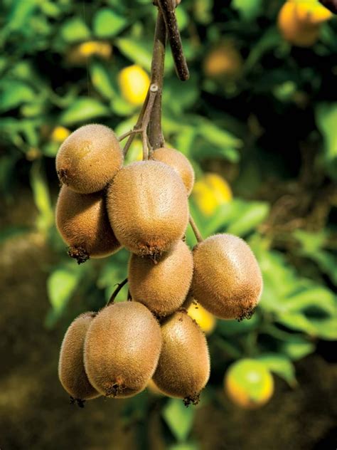 How Long Does It Take A Kiwi Plant To Produce Fruit Farming Pedia