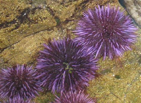 Purple Sea Urchins Works Of The Creator An All Creatures Photo Journal