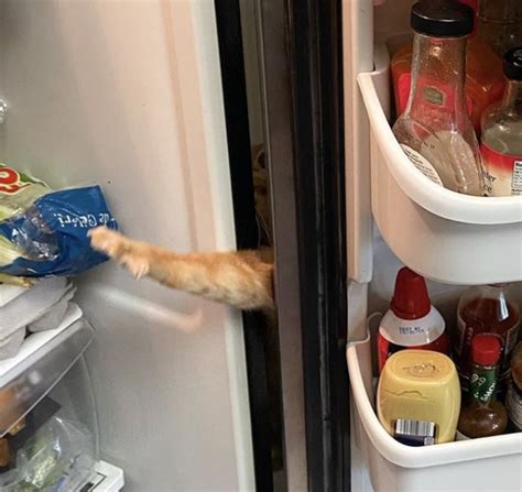 This Cat Named Carrot Has Gone Viral For Getting His Little Paws In The