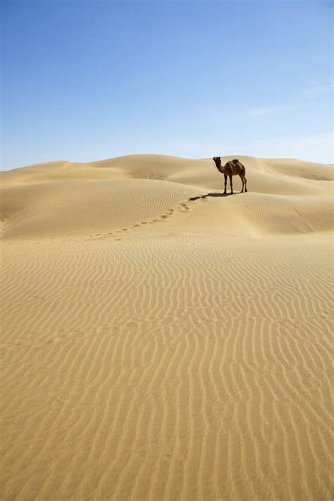 Lone Camel On The Sand Dunes Royalty Free Stock Image Image 27637306