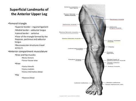 Leg muscles diagram labeled : PPT - Superficial Landmarks of the Anterior Upper Leg PowerPoint Presentation - ID:2096357