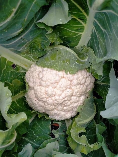 Cauliflower Snow Crown F1 Daves Seed