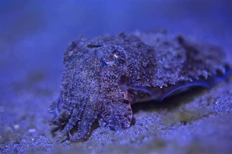 Premium Photo Cuttlefish Underwater Underwater World Marine Life