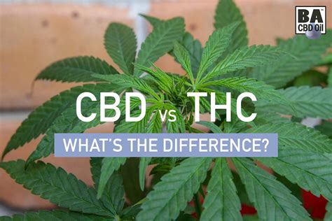 Cbd Vs Thc Getting To Know The Difference