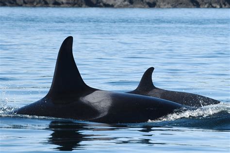 Southern Resident Orcas Long Absences