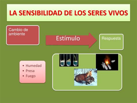 PPT FUNCIONES VITALES DE LOS SERES VIVOS PowerPoint Presentation
