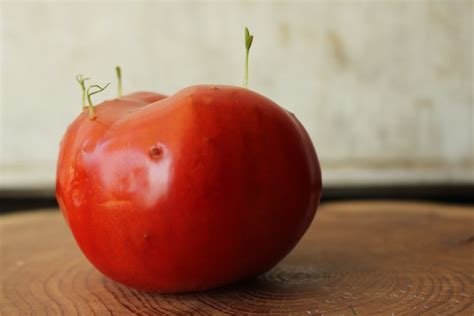 Tomato Seeds Germinating Inside Tomato Freaky But Normal Growing