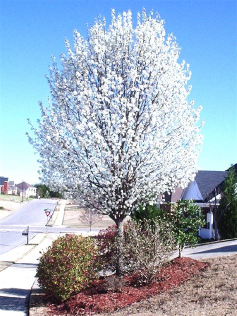 Irregular branches makes it attractive at full bloom between january to march. Dr. Dan's Garden Tips: Spring Bloomers