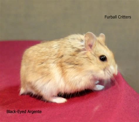 Black Eyed Argente Furball Critters