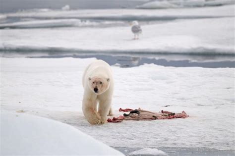 11 Facts You Didnt Know About Polar Bears Wwf