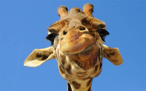 Funny Giraffe Wallpapers Top Free Funny Giraffe Backgrounds