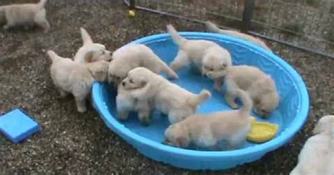 Maybe you would like to learn more about one of these? 5 week old golden retriever puppies are really mad over THIS!