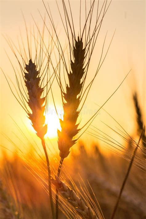 Sun Shining Through Golden Barley Wheat Plant At Stock Image Image