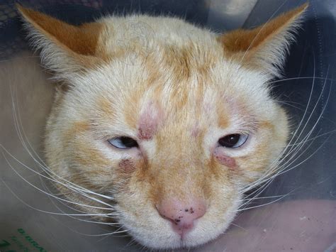 Miliary Dermatitis In Cats Toxoplasmosis