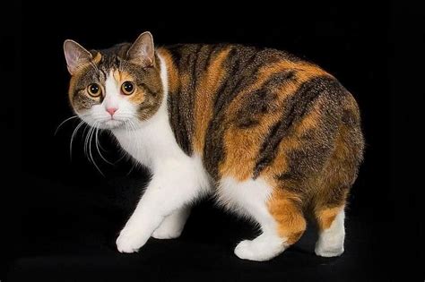 Torbie Calico Manx Popular Cat Breeds Cat Breeds Manx Cat