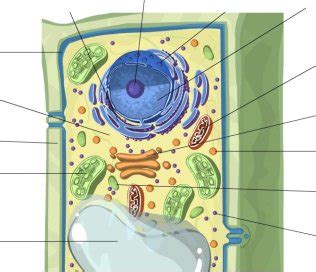 Achieveressays.com is the one place where you find help for all types of assignments. Student Exploration: Cell Structure - DocsLib