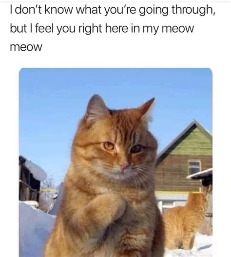 I Feel You In My Meow Meow Rmemes