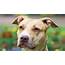 10 Friendly Facts About American Pit Bull Terriers  Mental Floss