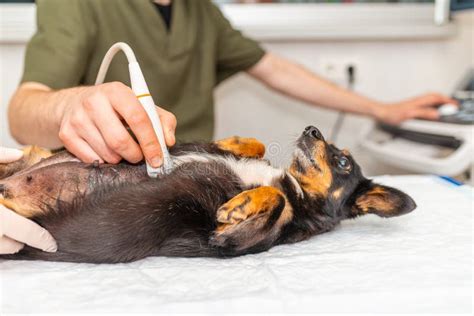 Dog Having Ultrasound Scan In Vet Officelittle Dog Jack Russell
