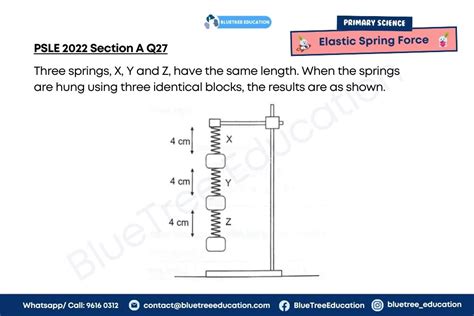 Psle Science Elastic Spring Force Graph Bluetree Education Group