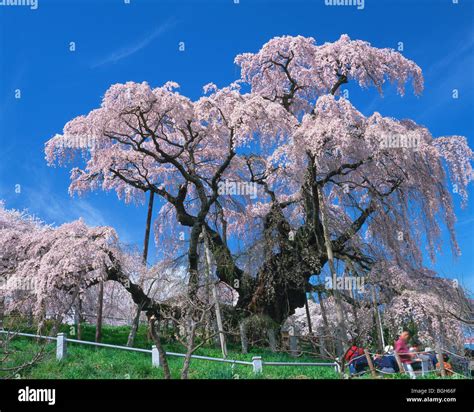 Weeping Higan Cherry Tree Stock Photo Alamy