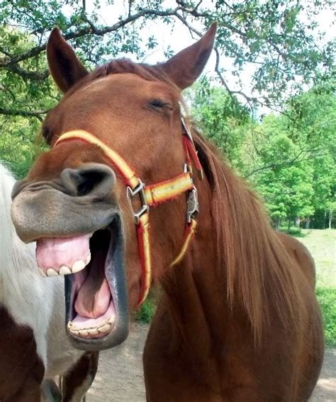 Pin By Dolly Key On Funny Pictures Of Animals Laughing Animals