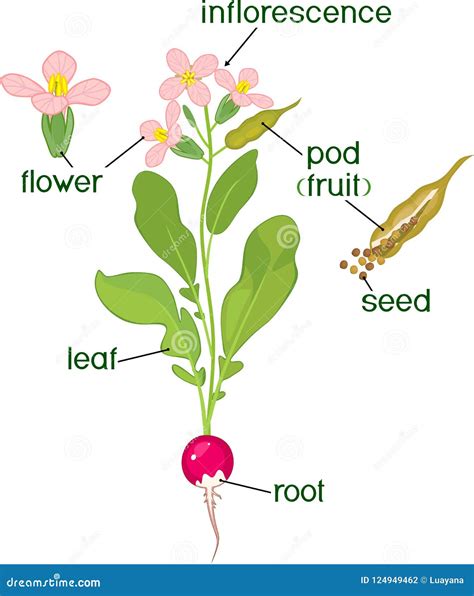 Morphology Of Flowering Tomato Plant Vector Illustration